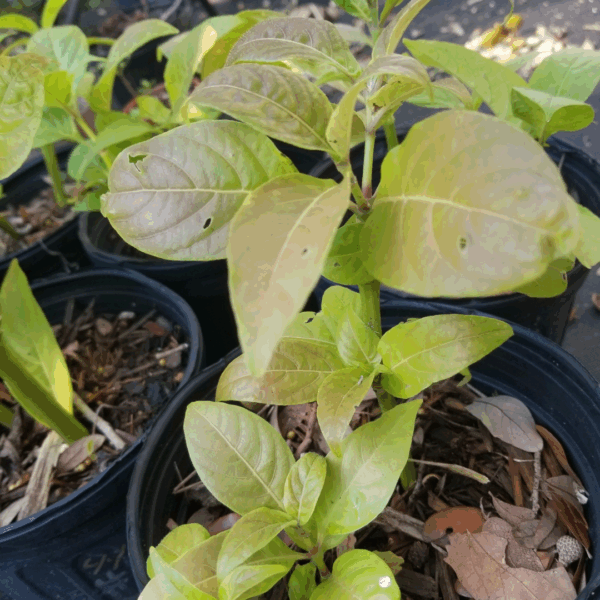 closeup of firespike closeup of firespike