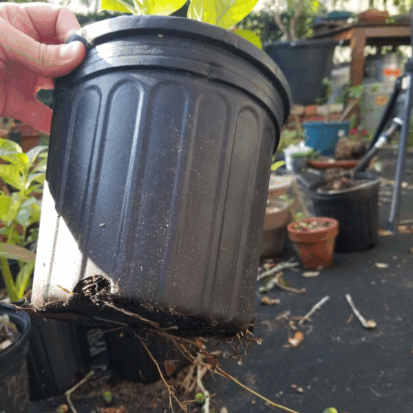 firespike roots firespike roots