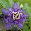 maypop flower