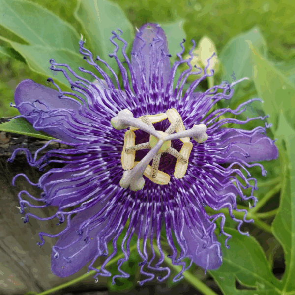 maypop flower