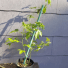 maypop single plant