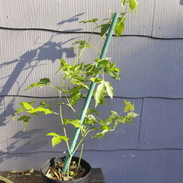 maypop single plant